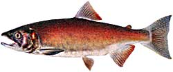 Kokanee Salmon female