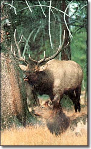 An elk in Gunnison National Forest