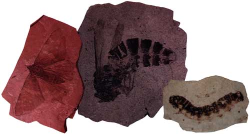 Some of the fossils found at Florissant Fossil Beds National Monument