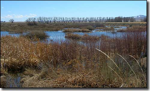 Typical wetlands area at Monte Vista National Wildlife Refuge