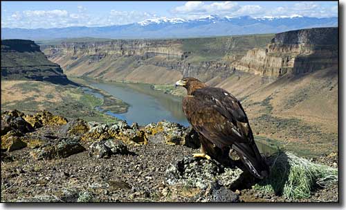 Golden eagle above Swan Falls, Western Heritage Historic Byway, Idaho