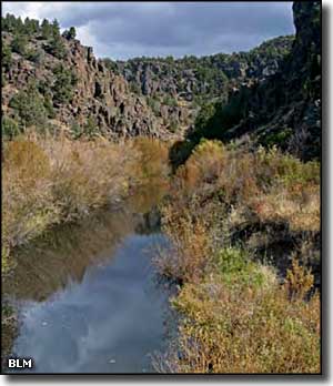 Riparian area along the North Fork of the Owyhee River