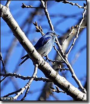 A bluebird at Kootenai National Wildlife Refuge