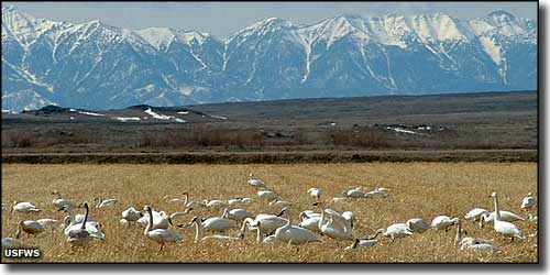 Tundra swans on a grain field at Camas National Wildlife Refuge
