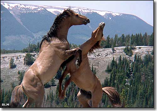 Pryor Mountains Wild Horse Territory, Montana