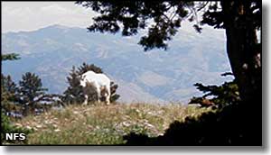 Mountain goat on the Caribou-Targhee National Forest