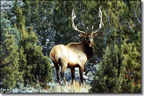 Bull elk seen near Ely, Nevada