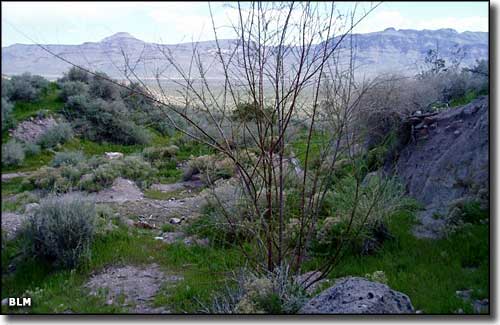 Delamar Mountains Wilderness, Nevada