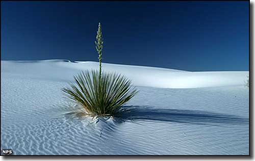 A lone yucca plant in the white dunes at White Sands National Monument