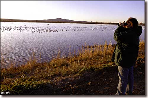 Water birds in the early morning at Bosque del Apache National Wildlife Refuge