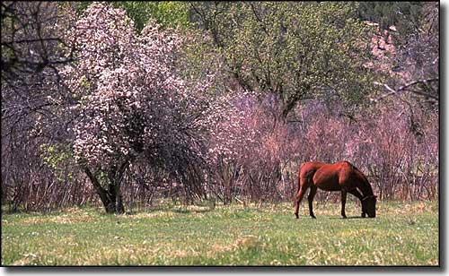 A horse grazing along the Billy the Kid Trail
