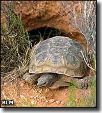 Desert Turtle in its natural habitat
