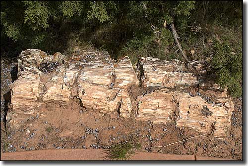 A large piece of petrified log at Escalante Petrified Forest State Park