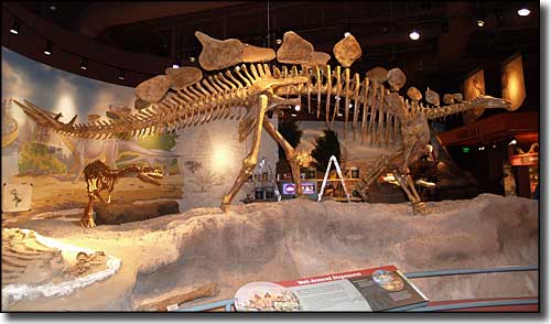 Stegosaurus skeleton at Utah Field House of Natural History State Park Museum