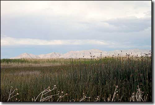 Marshlands at Fish Springs National Wildlife Refuge