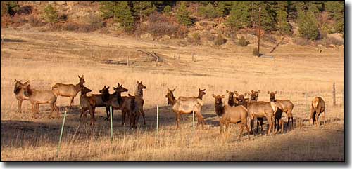Elk at the fenceline
