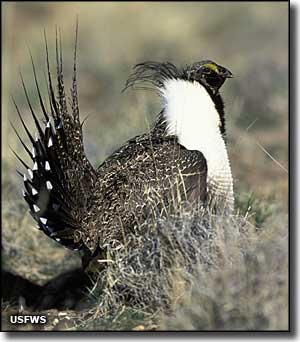 Photo of a Sage grouse